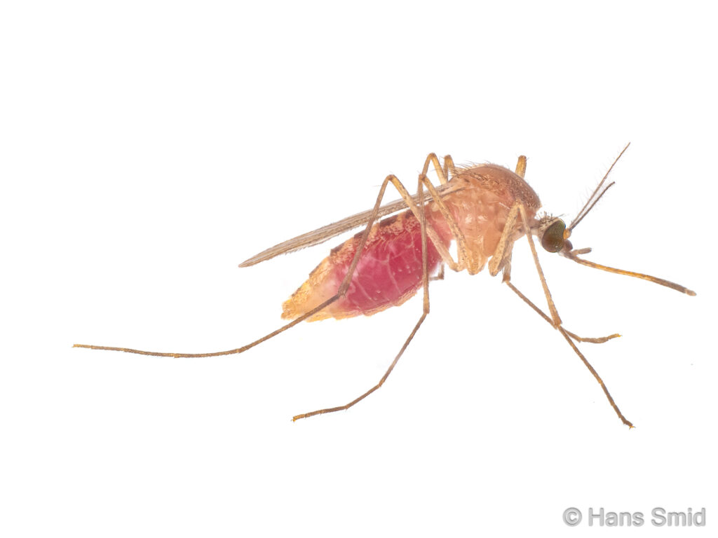 common house mosquito, Culex pipiens, focus stacking, white background
