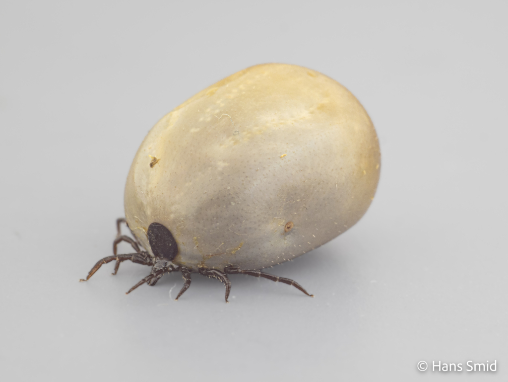 Ixodus ricinus sheep tick adult female preoviposition grey background 001