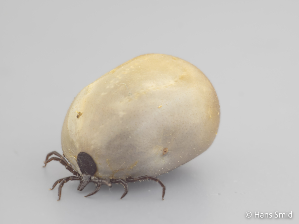 Ixodus ricinus sheep tick adult female preoviposition grey background 002