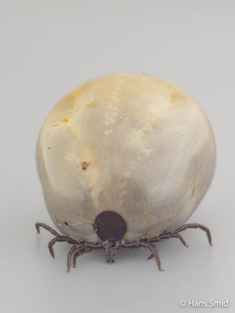 Ixodus ricinus sheep tick adult female preoviposition grey background 003