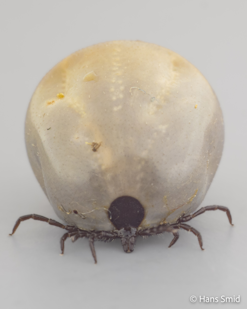 Ixodus ricinus sheep tick adult female preoviposition grey background 004