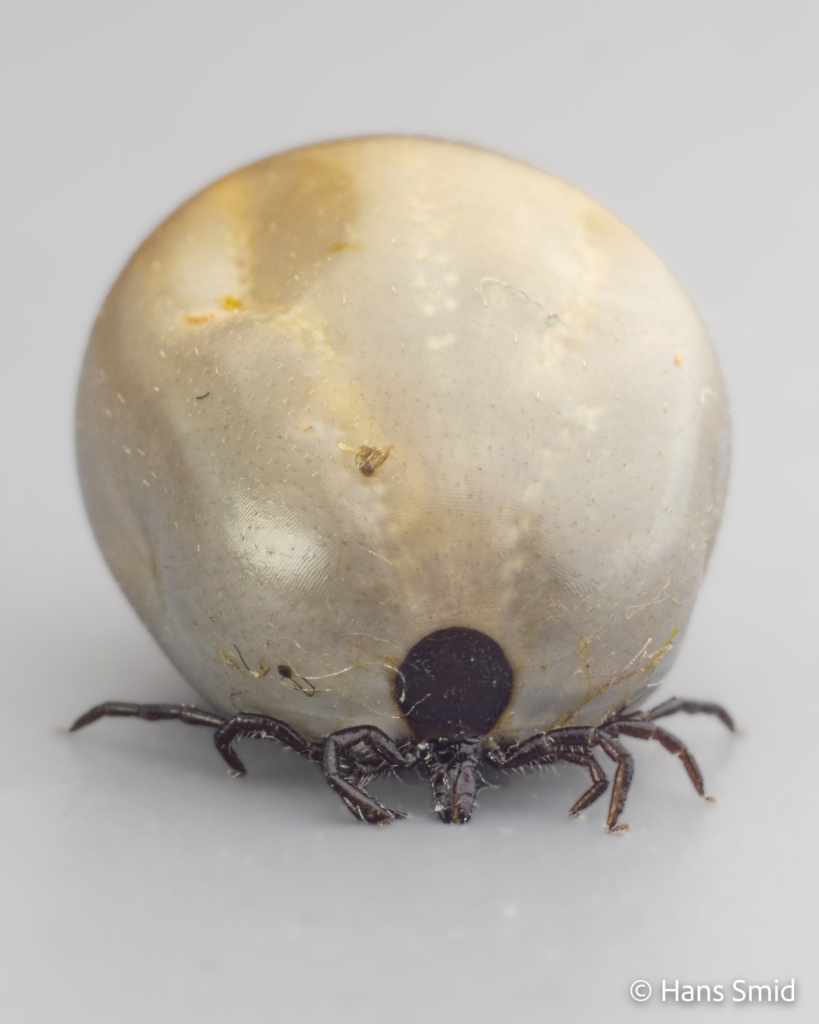 Ixodus ricinus sheep tick adult female preoviposition grey background 005