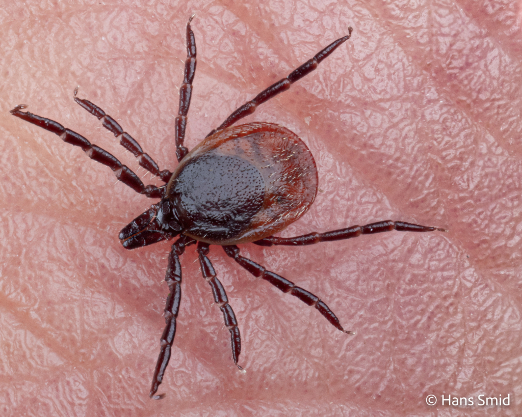 Ixodus ricinus sheep tick adult female Human skin 001