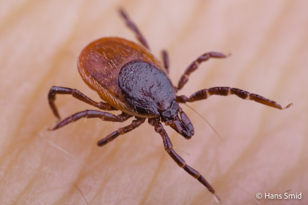 Ixodus ricinus sheep tick adult female Human skin 002