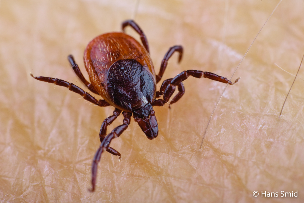 Ixodus ricinus sheep tick adult female Human skin 003