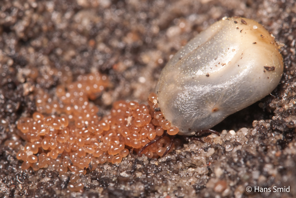 Ixodus ricinus sheep tick adult female ovipositing on sand 001