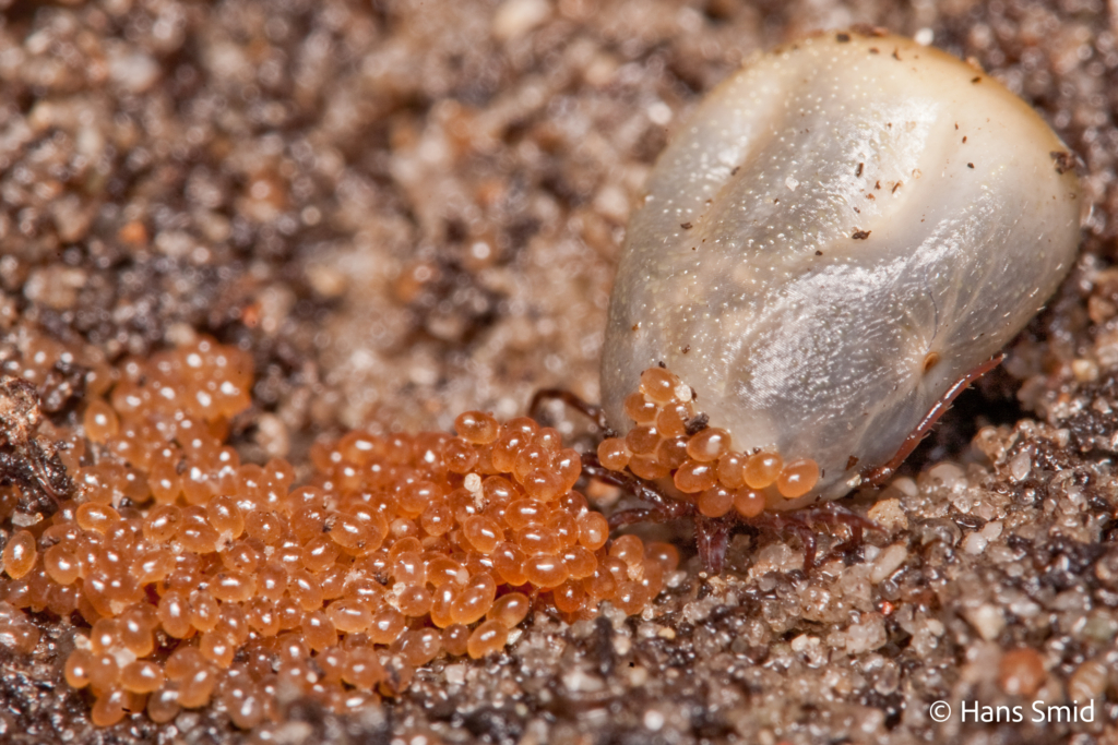 Ixodus ricinus sheep tick adult female ovipositing on sand 002
