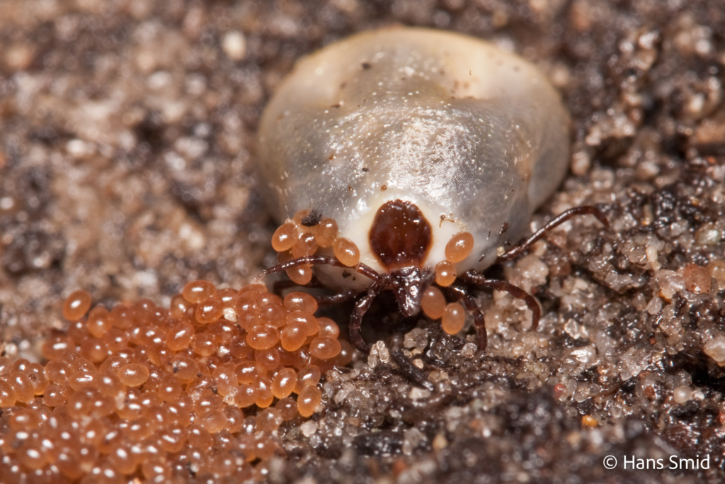Ixodus ricinus sheep tick adult female ovipositing on sand 003