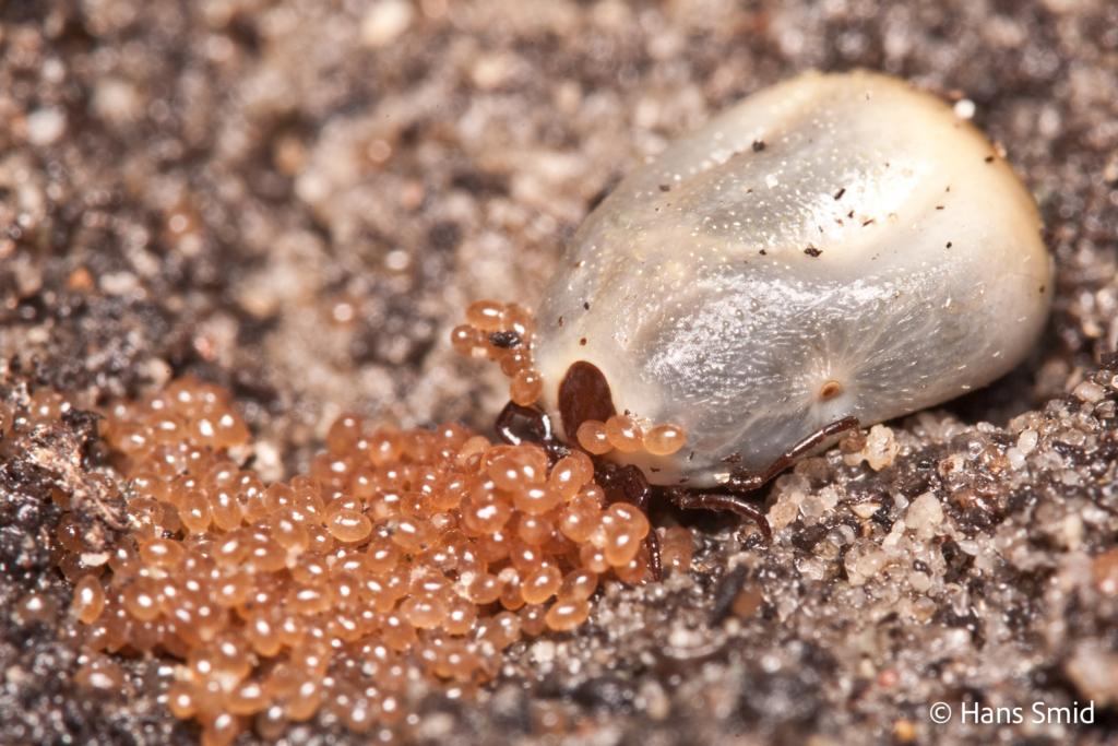 Ixodus ricinus sheep tick adult female ovipositing on sand 004