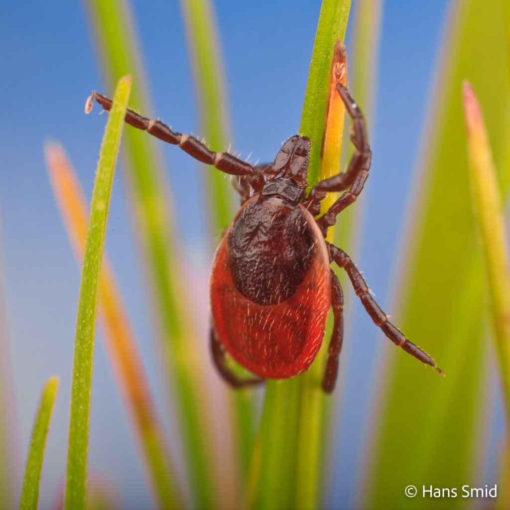 Ixodus ricinus sheep tick adult female questing 001