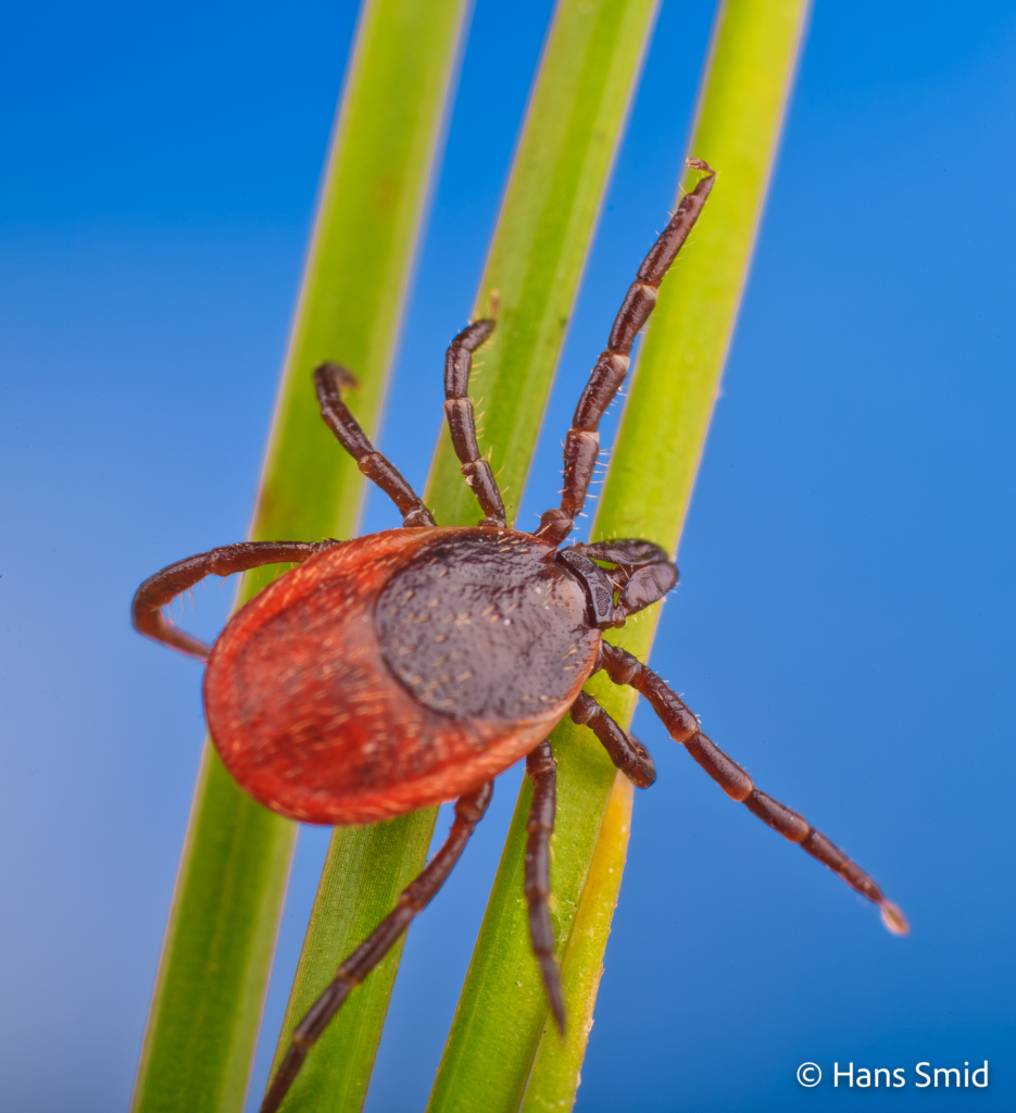 Ixodus ricinus sheep tick adult female questing 002