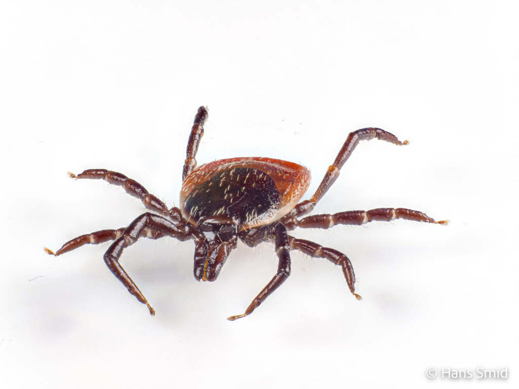 Ixodus ricinus sheep tick adult female white backgound 001