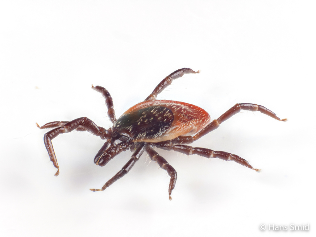 Ixodus ricinus sheep tick adult female white backgound 002