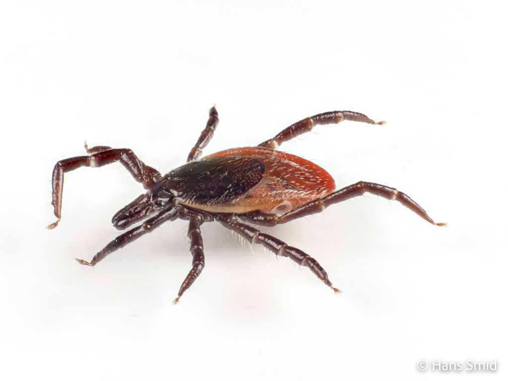 Ixodus ricinus sheep tick adult female white backgound 003