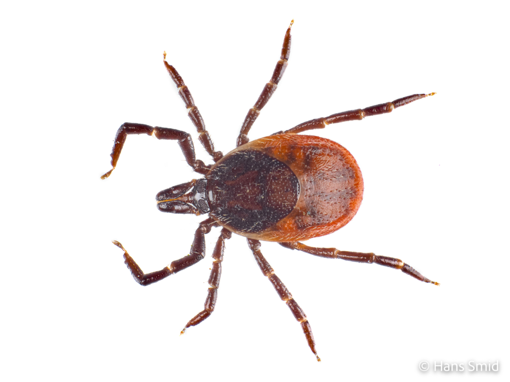 Ixodus ricinus sheep tick adult female white backgound 004