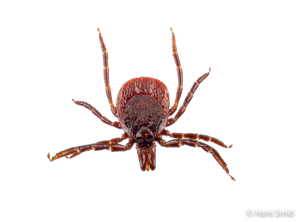 Ixodus ricinus sheep tick adult female white backgound 005