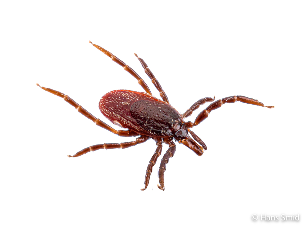 Ixodus ricinus sheep tick adult female white backgound 006