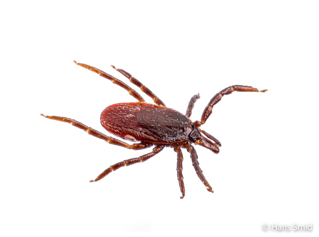 Ixodus ricinus sheep tick adult female white backgound 007