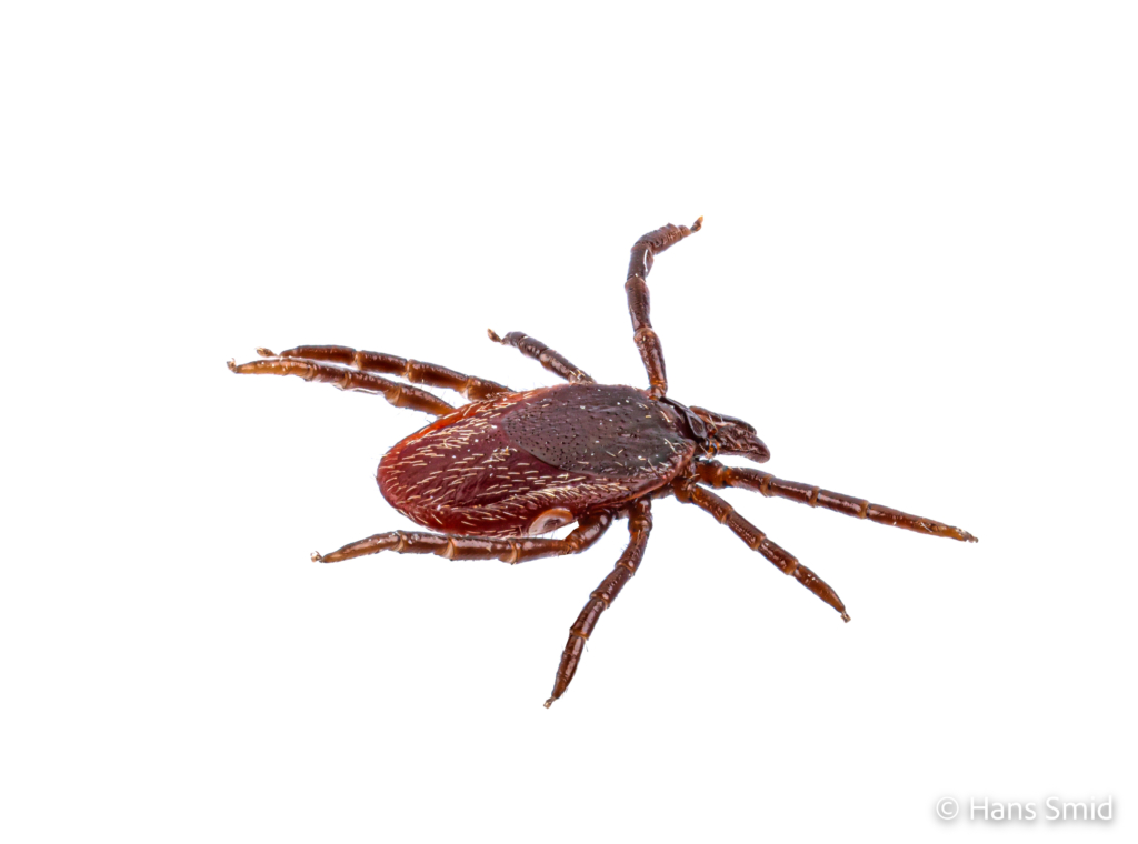 Ixodus ricinus sheep tick adult female white backgound 008