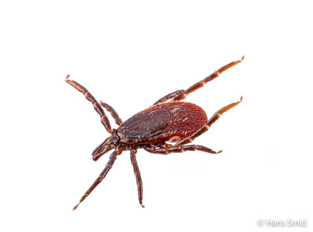 Ixodus ricinus sheep tick adult female white backgound 009