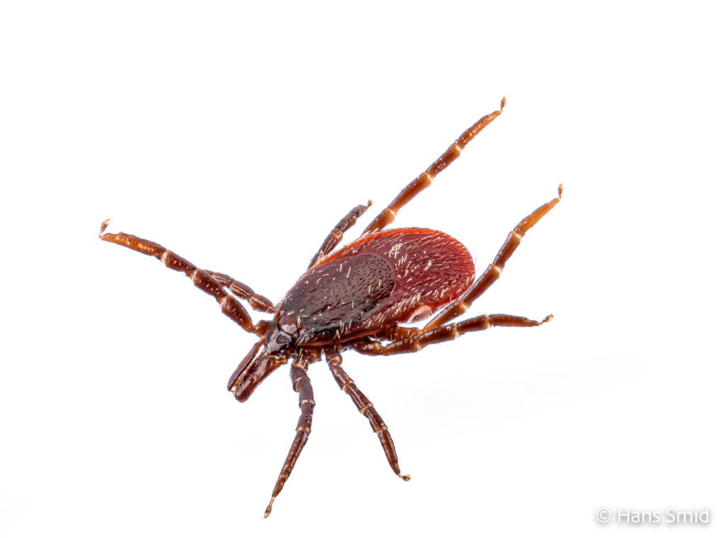 Ixodus ricinus sheep tick adult female white backgound 010