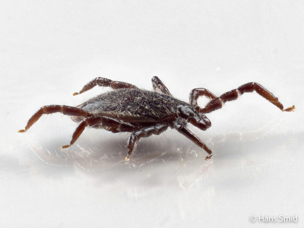 Ixodus ricinus sheep tick adult male on mirror 001