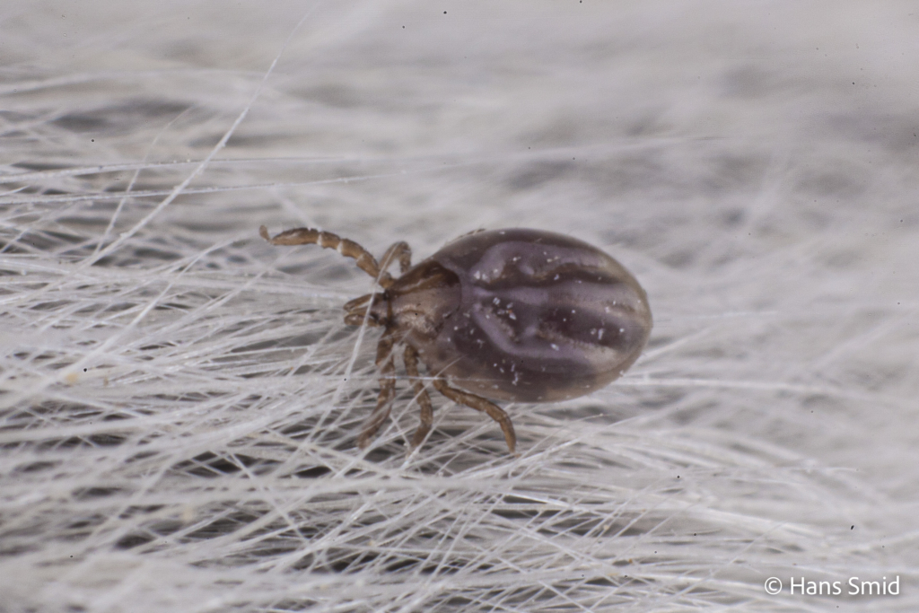 Ixodus ricinus sheep tick larva on mouse skin 001