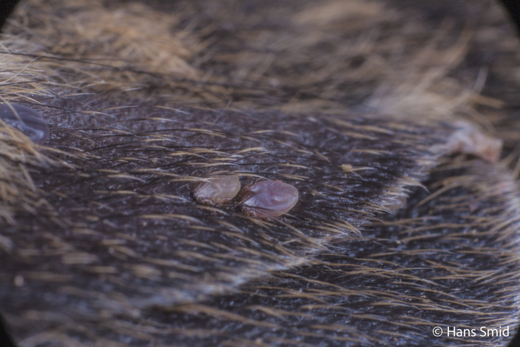 Ixodus ricinus sheep tick larva or nymph feeding on mouse 001