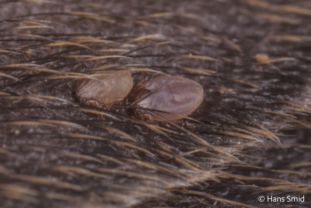 Ixodus ricinus sheep tick larva or nymph feeding on mouse 002