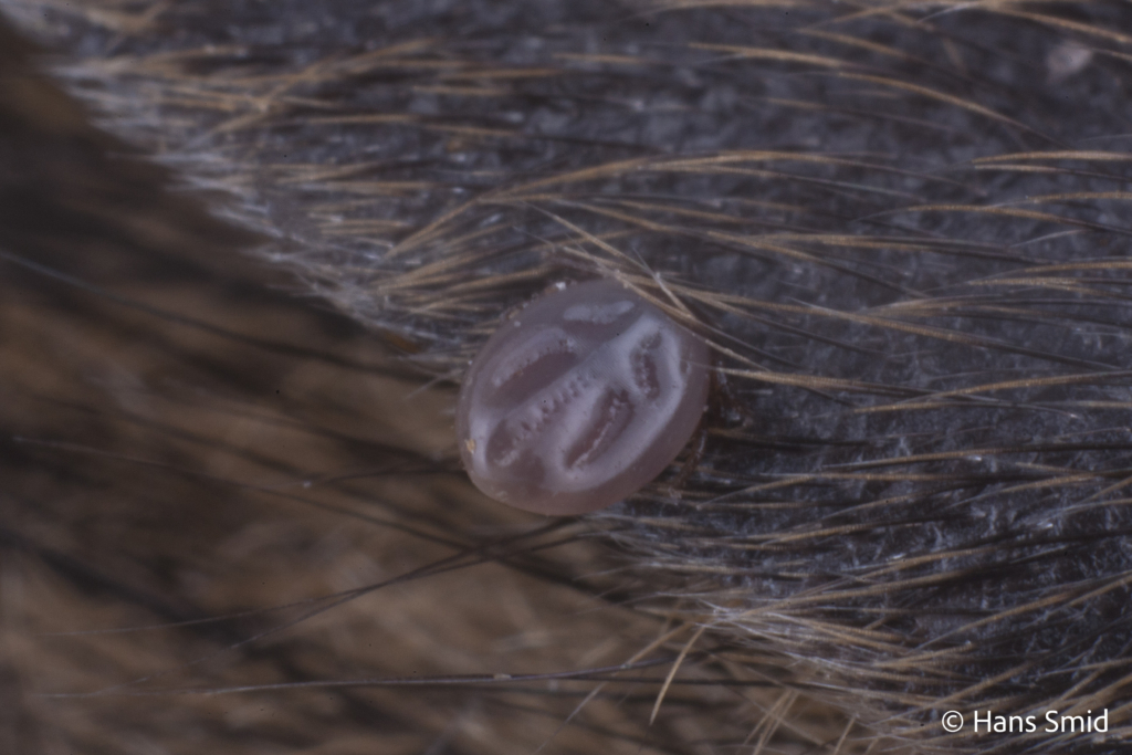 Ixodus ricinus sheep tick larva or nymph feeding on mouse 003
