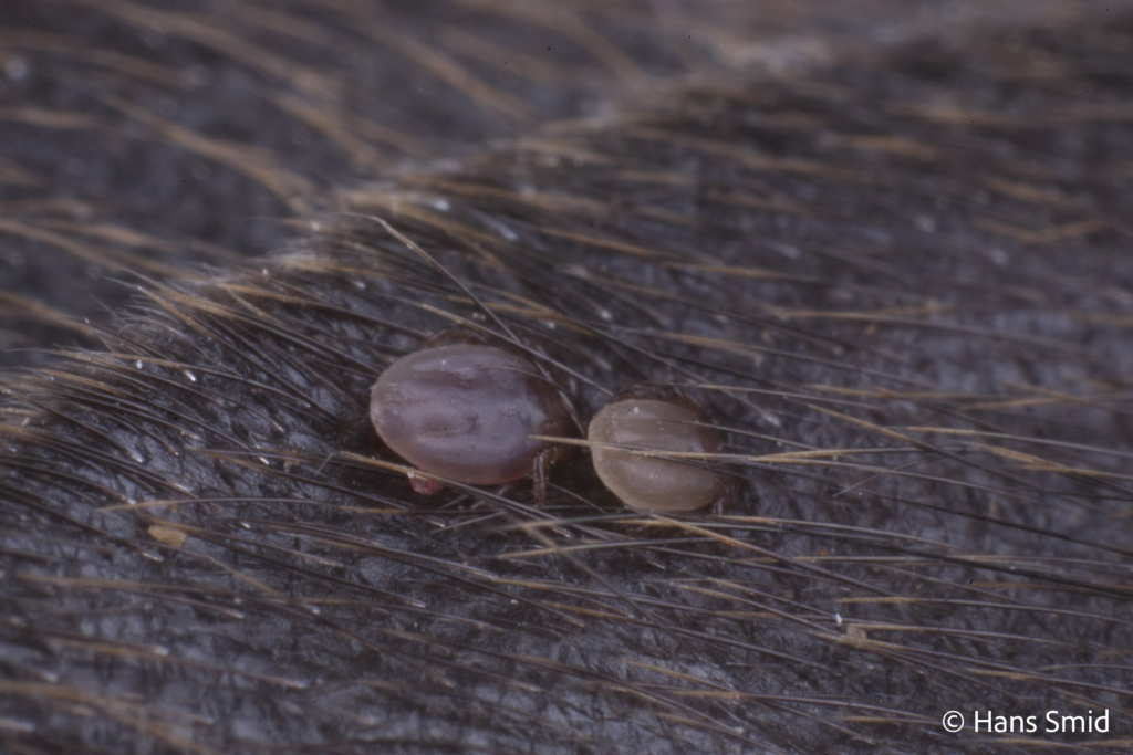 Ixodus ricinus sheep tick larva or nymph feeding on mouse 004