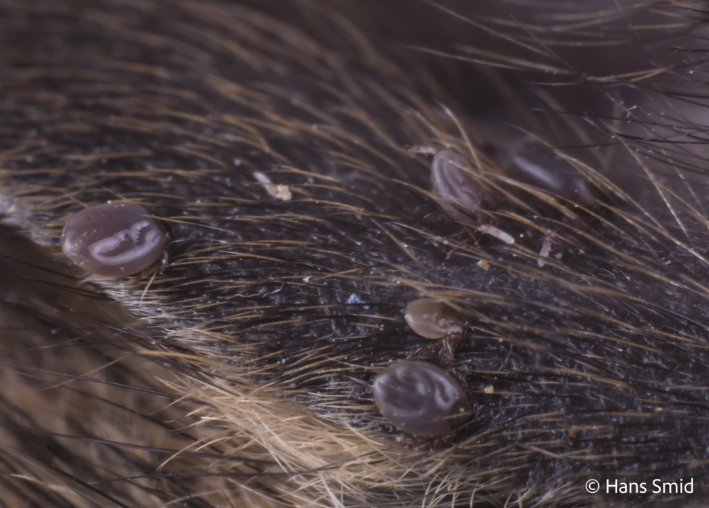 Ixodus ricinus sheep tick larva or nymph feeding on mouse 005