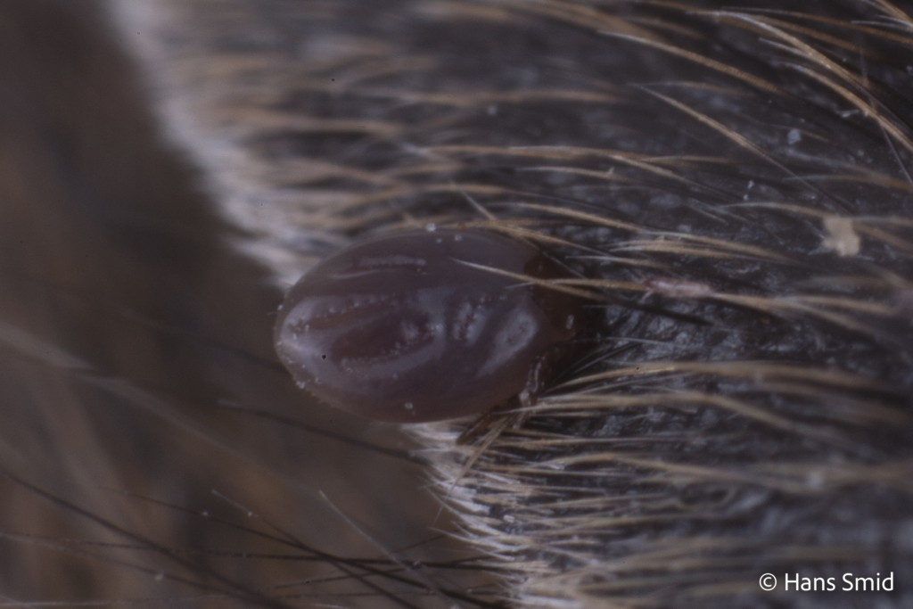 Ixodus ricinus sheep tick larva or nymph feeding on mouse 007