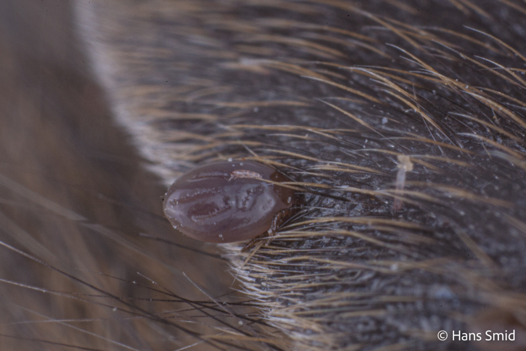 Ixodus ricinus sheep tick larva or nymph feeding on mouse 008