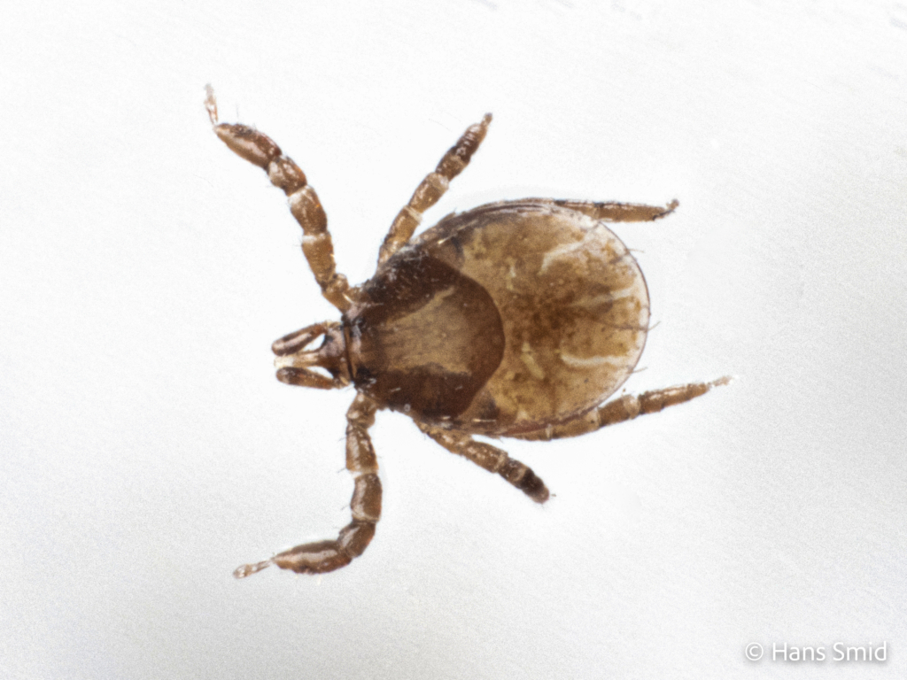 Ixodus ricinus sheep tick larva white background 001