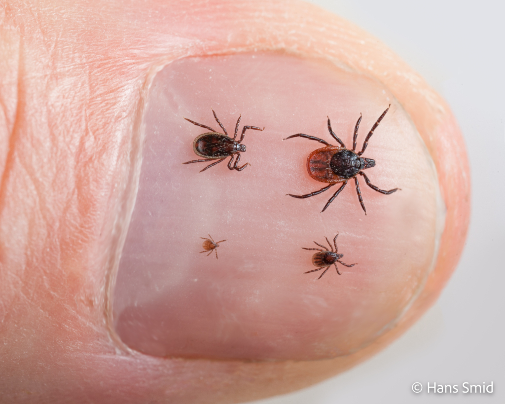 Ixodus ricinus sheep tick male female nymph larve on thumb 001