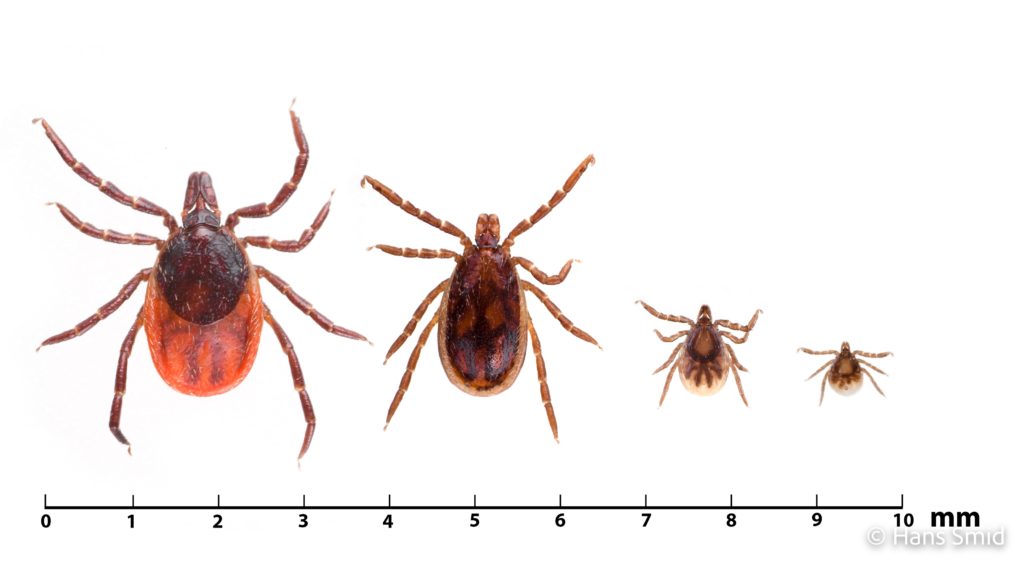 Ixodus ricinus sheep tick male female nymph larve size bar 001