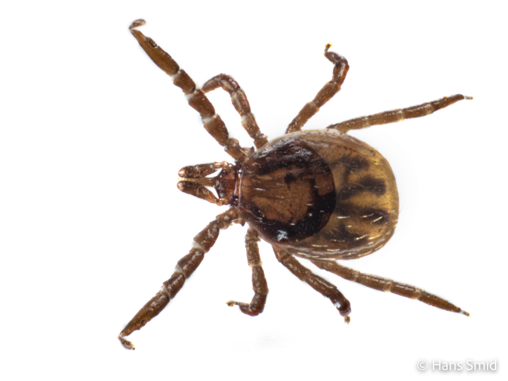 Ixodus ricinus sheep tick nymph white background 001