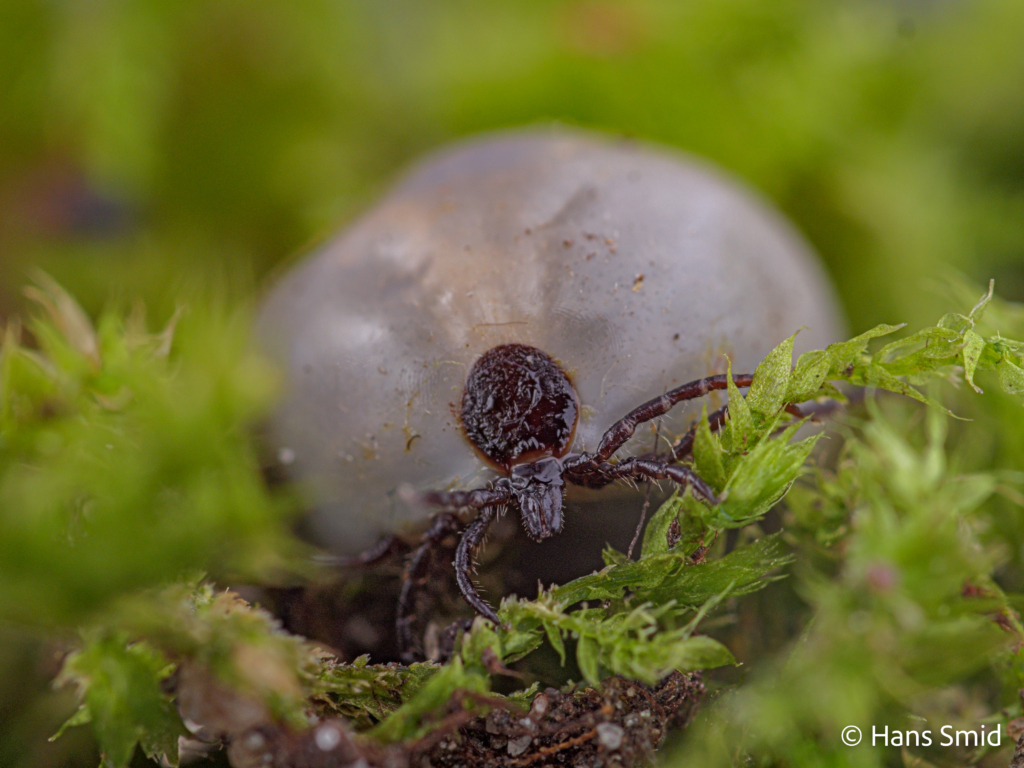 Ixodus ricinus sheeptick fully engorged female 001