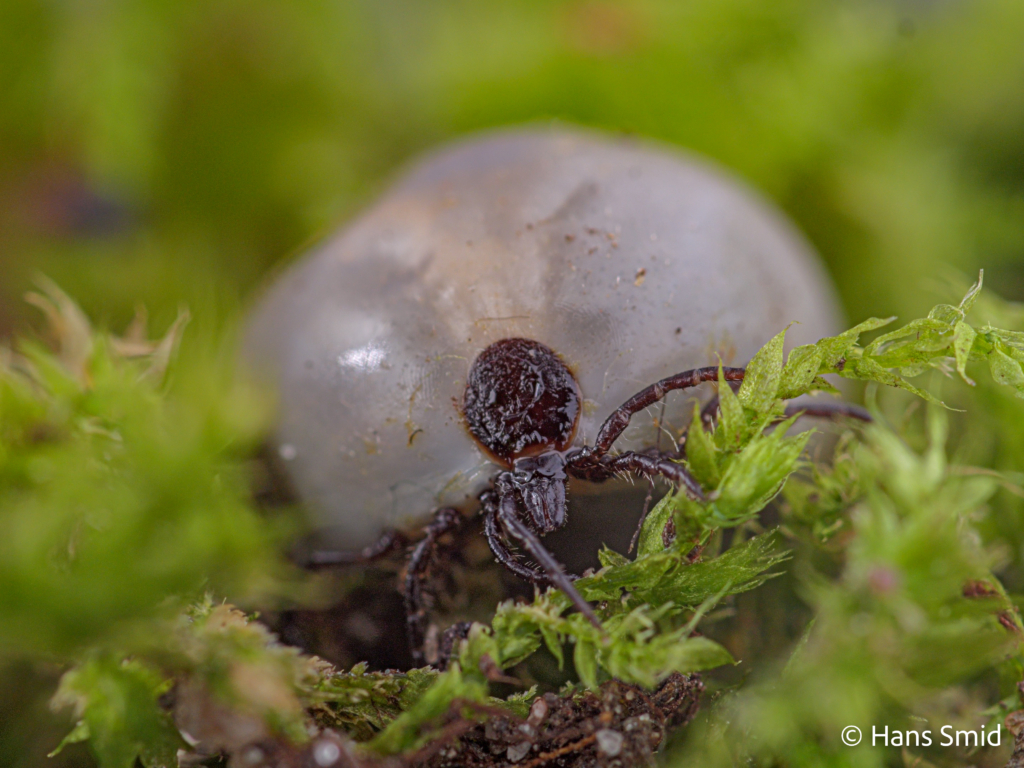 Ixodus ricinus sheeptick fully engorged female 002