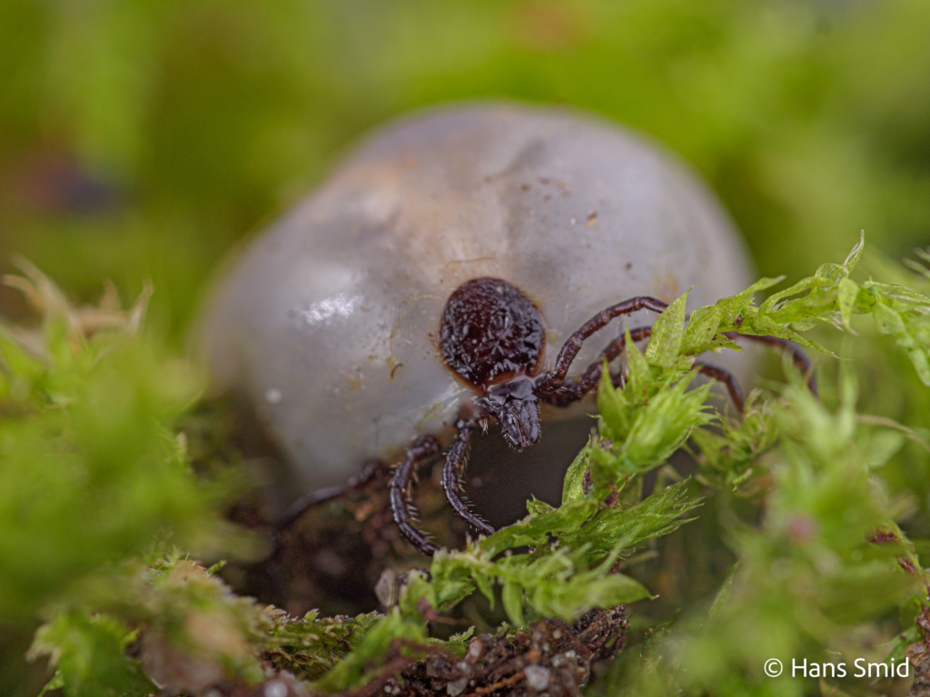 Ixodus ricinus sheeptick fully engorged female 003