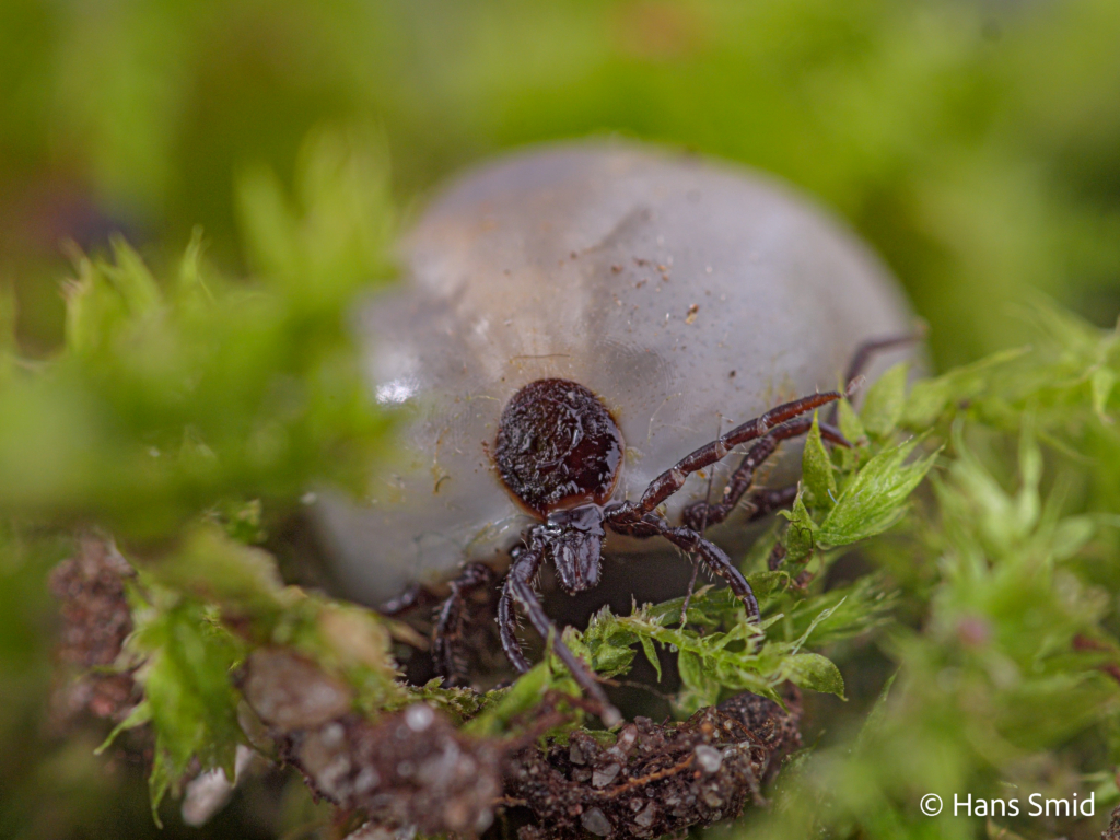 Ixodus ricinus sheeptick fully engorged female 004