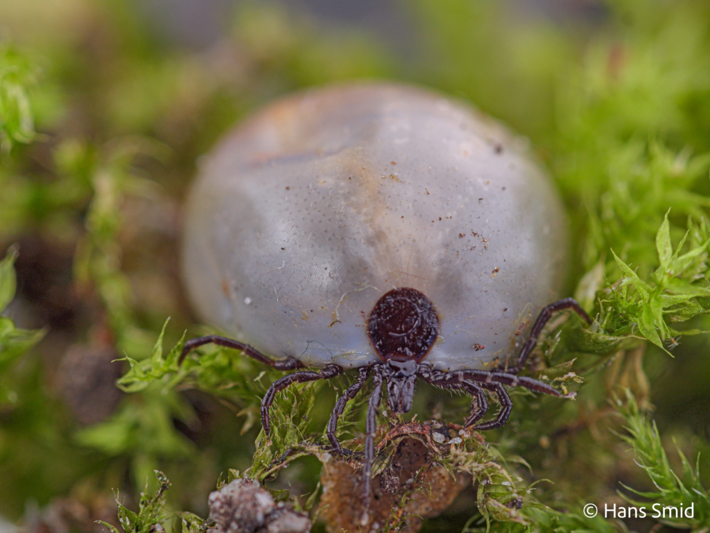 Ixodus ricinus sheeptick fully engorged female 005