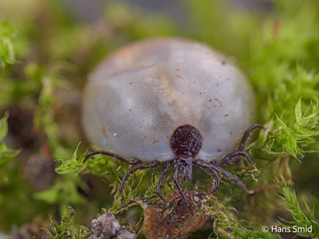 Ixodus ricinus sheeptick fully engorged female 006