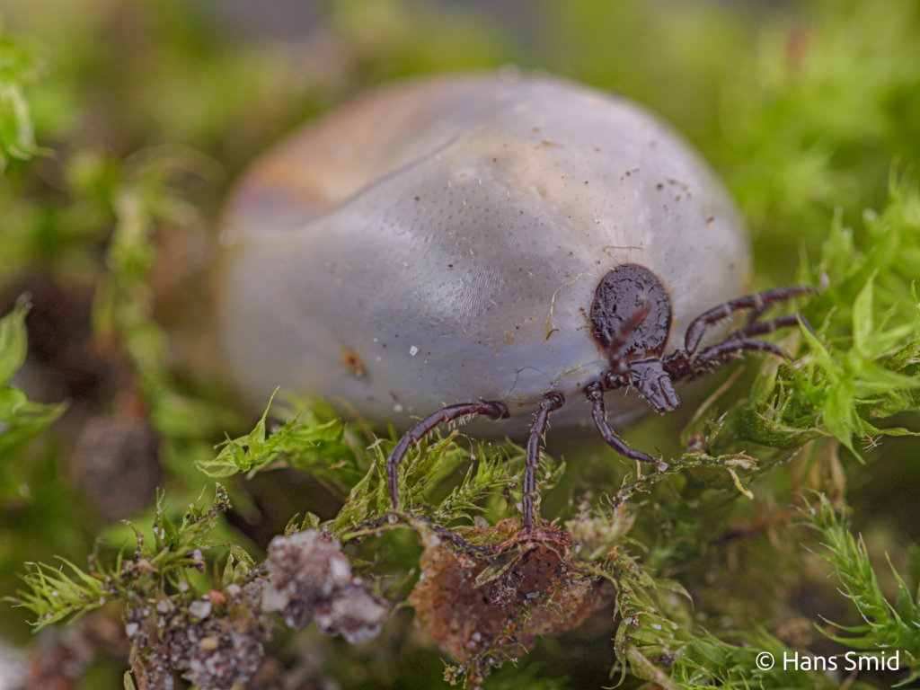 Ixodus ricinus sheeptick fully engorged female 007