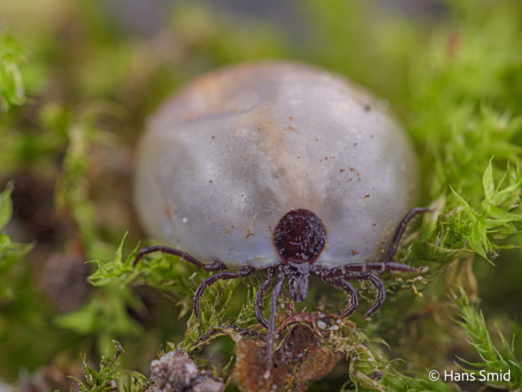 Ixodus ricinus sheeptick fully engorged female 009
