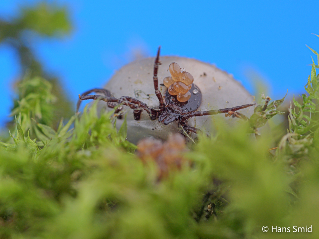 Ixodus ricinus sheeptick fully engorged female starting with oviposition 001