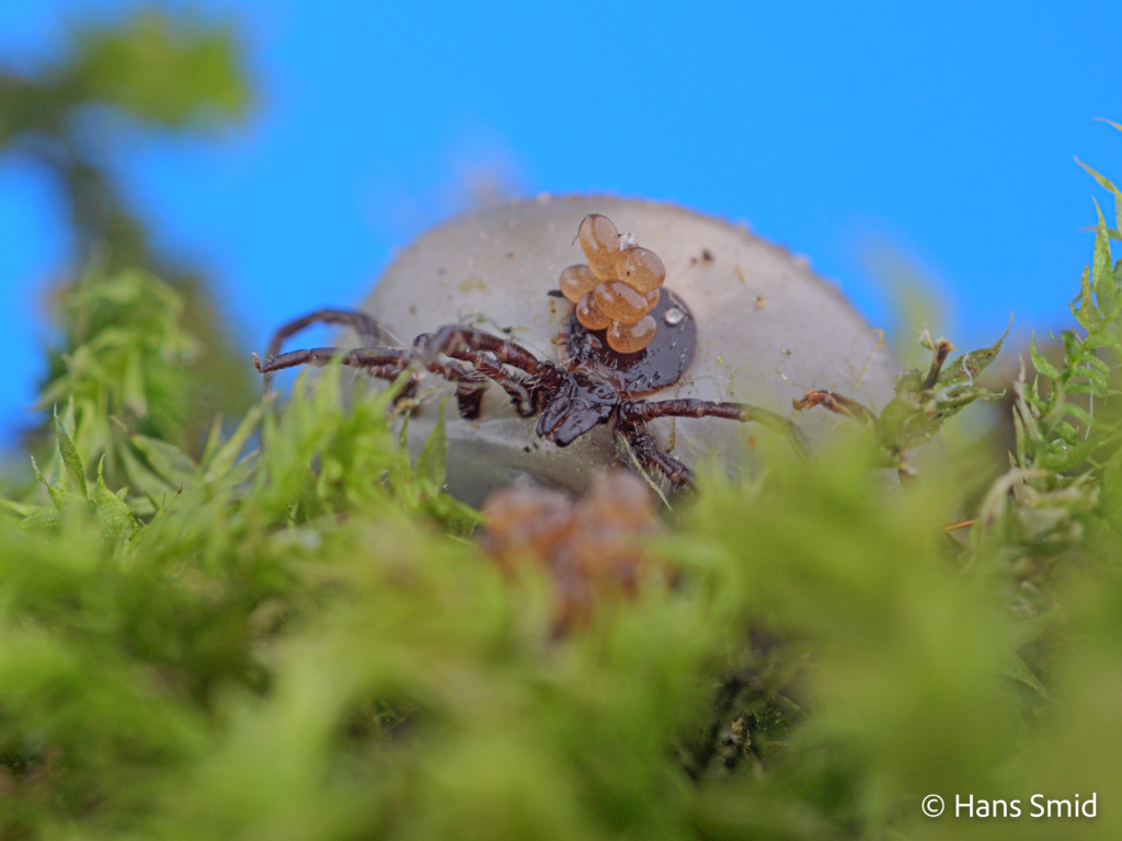 Ixodus ricinus sheeptick fully engorged female starting with oviposition 002
