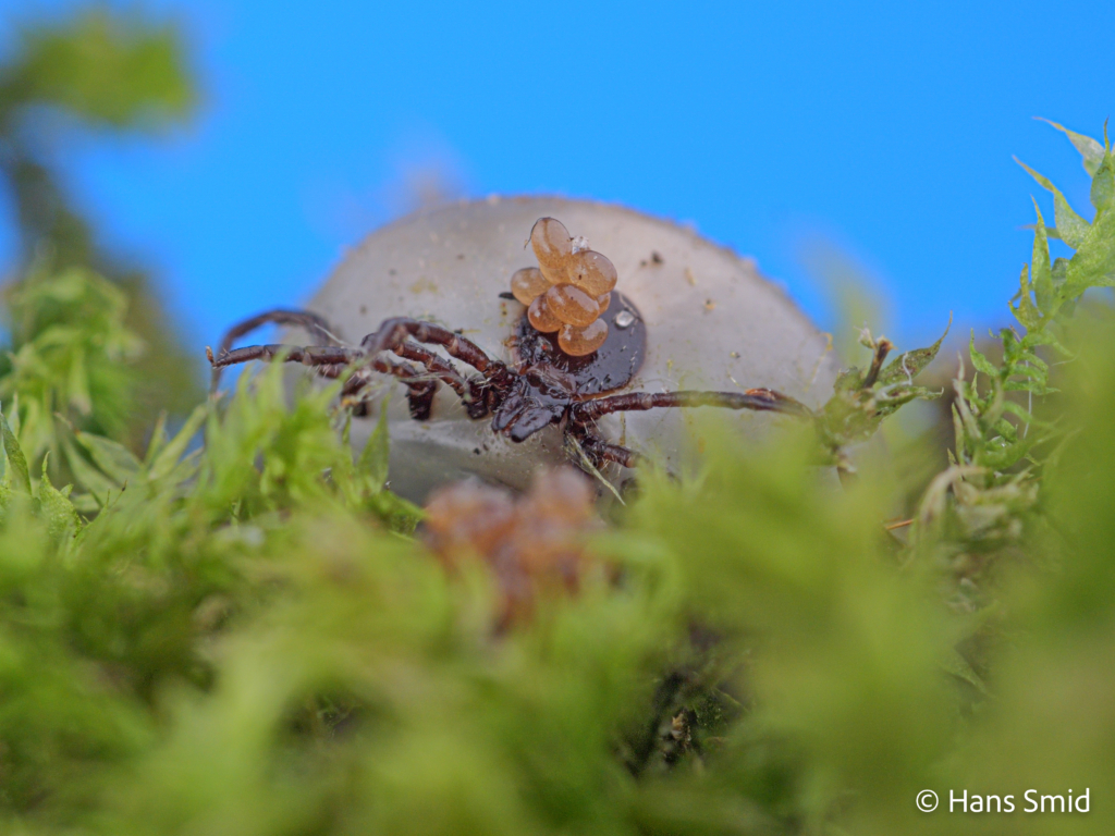 Ixodus ricinus sheeptick fully engorged female starting with oviposition 003
