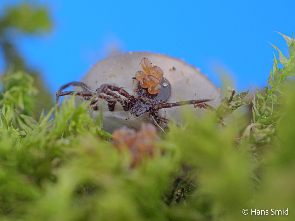 Ixodus ricinus sheeptick fully engorged female starting with oviposition 004